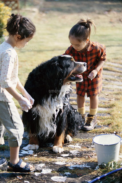 バーニーズマウンテン犬を洗う少女２人 の写真素材 イラスト素材 アマナイメージズ