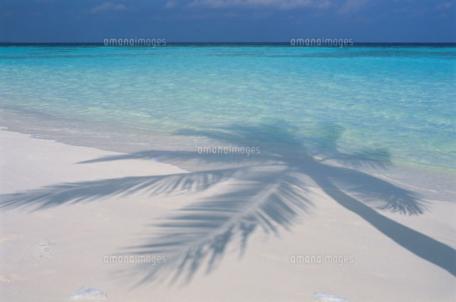 ビーチのヤシの木の影 の写真素材 イラスト素材 アマナイメージズ