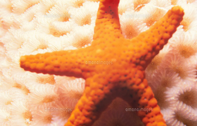 ヒトデ 水中 の写真素材 イラスト素材 アマナイメージズ