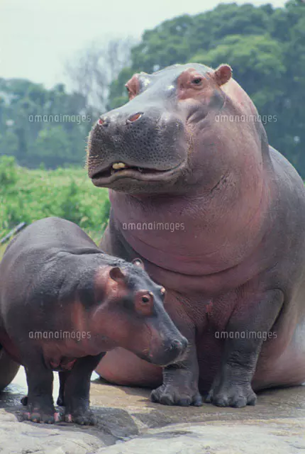 カバの親子[21075000104]の写真・イラスト素材｜アマナイメージズ