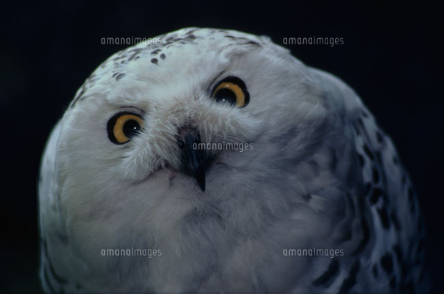 白フクロウ の写真素材 イラスト素材 アマナイメージズ