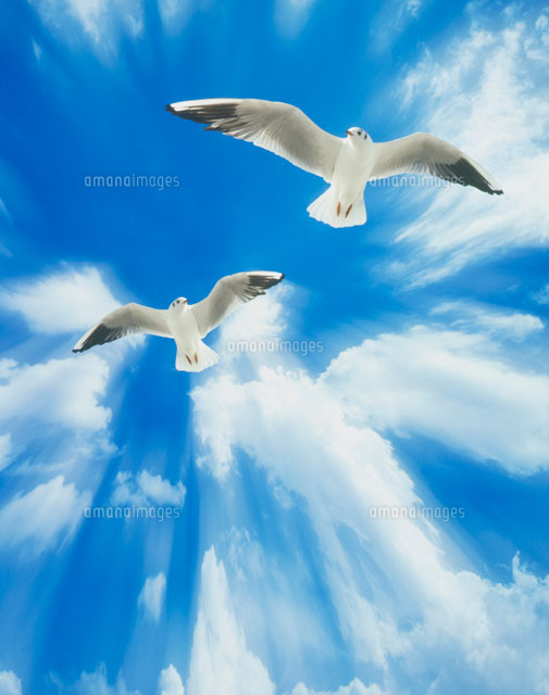 青空と鳥 CG[22276001691]の写真・イラスト素材｜アマナイメージズ
