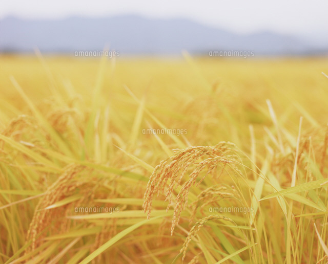 金色の稲穂 の写真素材 イラスト素材 アマナイメージズ