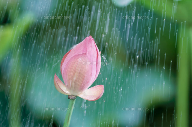 雨に打たれるハスの花 の写真素材 イラスト素材 アマナイメージズ