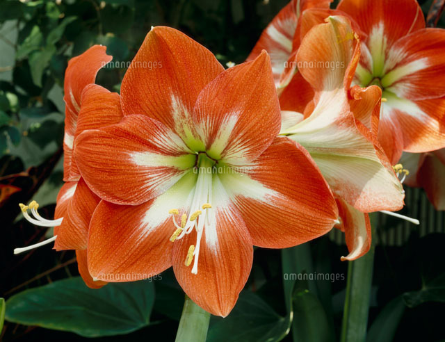 アマリリス の写真素材 イラスト素材 アマナイメージズ