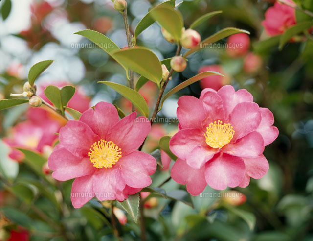 さざんか の写真素材 イラスト素材 アマナイメージズ