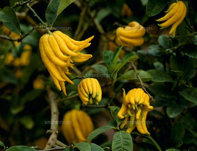 仏手柑（ブシュカン）[22298000541]の写真・イラスト素材｜アマナ