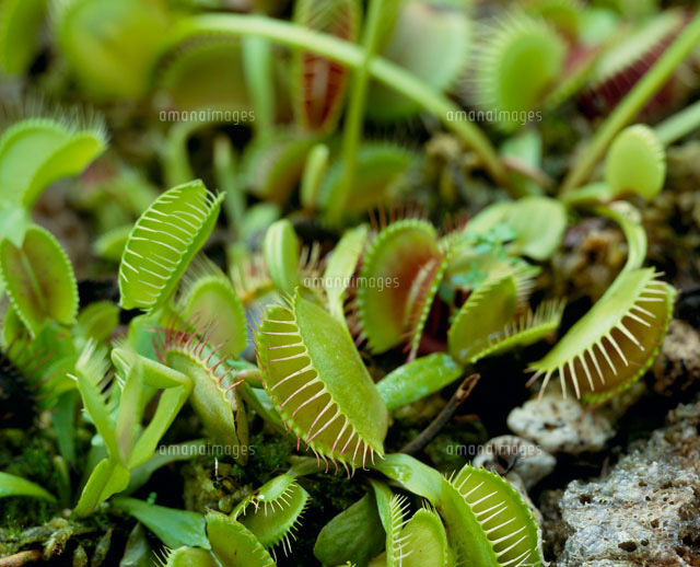 食虫植物 の写真素材 イラスト素材 アマナイメージズ