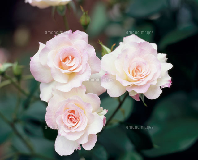 マチルダ バラ の写真素材 イラスト素材 アマナイメージズ