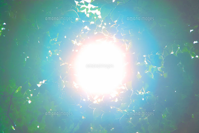 ブナの若葉と木もれ日 レンズフレア の写真素材 イラスト素材 アマナイメージズ