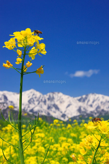 菜の花畑とミツバチと残雪の白馬連峰 の写真素材 イラスト素材 アマナイメージズ