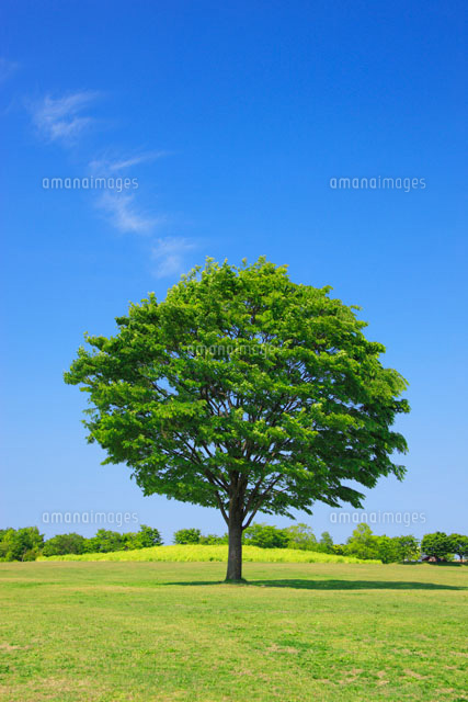 新緑のケヤキ木立と草原 の写真素材 イラスト素材 アマナイメージズ