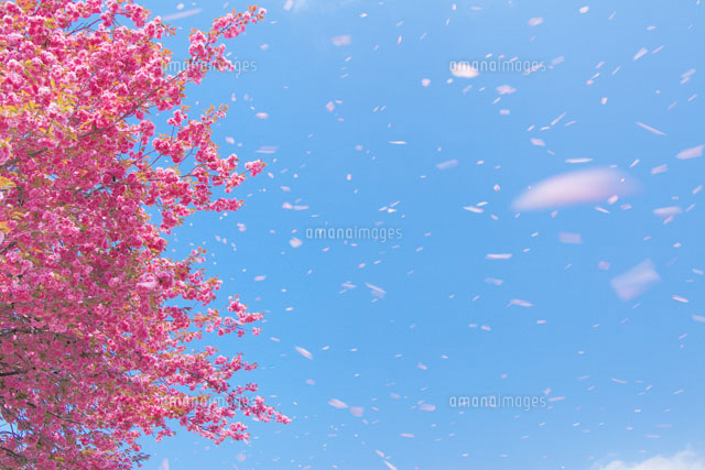 桜吹雪 の写真素材 イラスト素材 アマナイメージズ