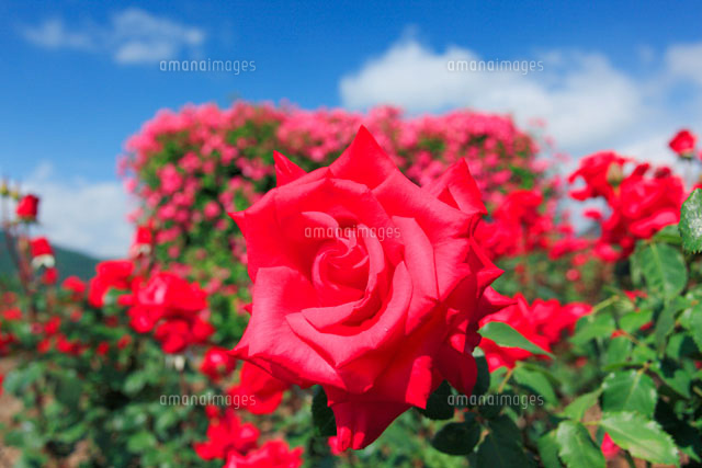 タイムレスの意味