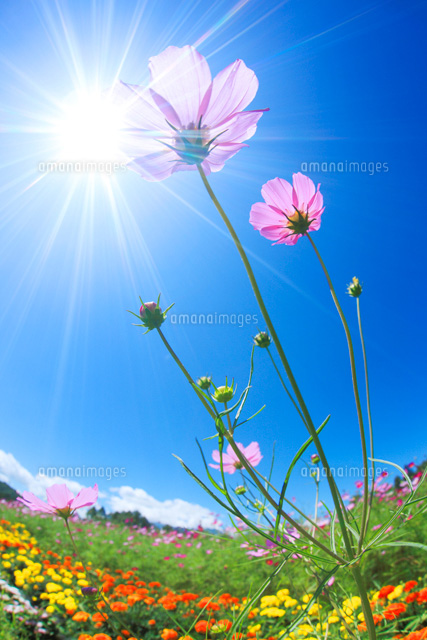 コスモスとマリーゴールドの花畑 の写真素材 イラスト素材 アマナイメージズ