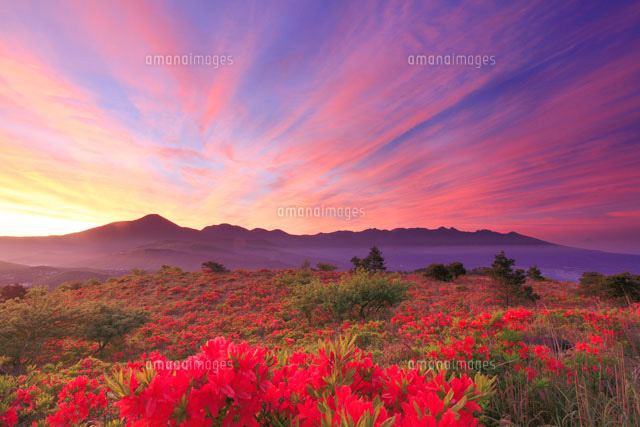 レンゲツツジと朝焼けと八ケ岳と蓼科山 の写真素材 イラスト素材 アマナイメージズ