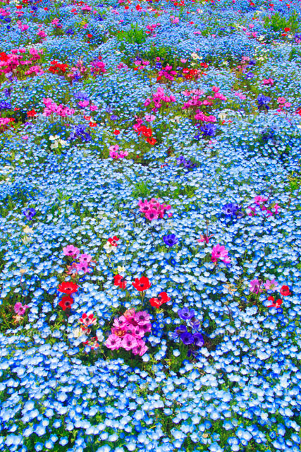 ネモフィラとアネモネなどの花畑 の写真素材 イラスト素材 アマナイメージズ