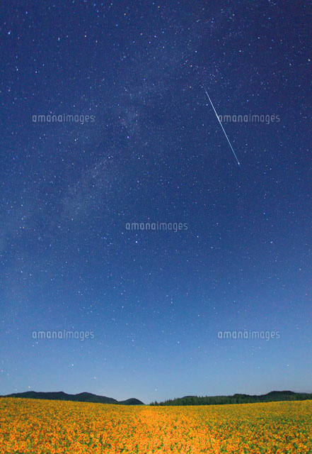 月夜のヒマワリ畑と星空と流星 の写真素材 イラスト素材 アマナイメージズ