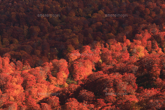狩場山の峰越林道から望む賀老高原のブナ林の樹海 の写真素材 イラスト素材 アマナイメージズ
