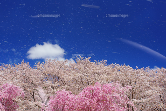 戸倉宿キティパークの桜吹雪 の写真素材 イラスト素材 アマナイメージズ 戸倉宿キティパークの桜吹雪 の写真素材 イラスト素材 アマナイメージズ