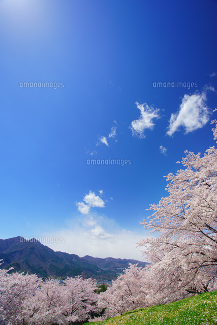 戸倉宿キティパークの桜と冠着山 の写真素材 イラスト素材 アマナイメージズ