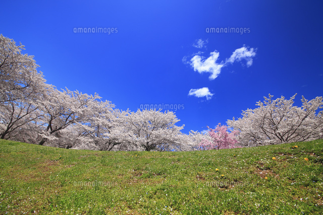 戸倉宿キティパークの桜と広場 の写真素材 イラスト素材 アマナイメージズ