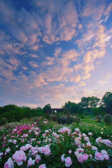 バラ園と夕焼け の写真素材 イラスト素材 アマナイメージズ