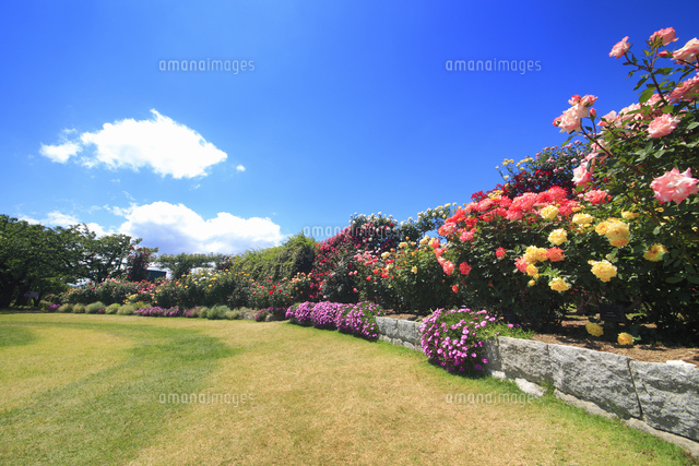 バラ園と広場 の写真素材 イラスト素材 アマナイメージズ