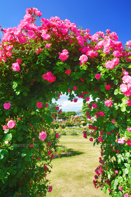 バラ園のアーチ の写真素材 イラスト素材 アマナイメージズ