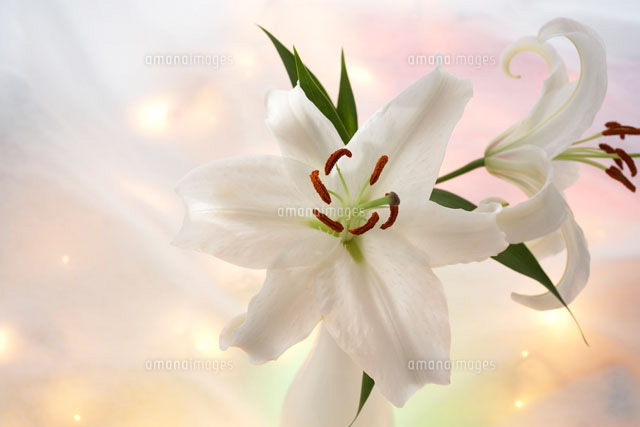 カサブランカの花 の写真素材 イラスト素材 アマナイメージズ