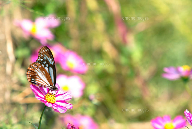 花に止まる蝶 の写真素材 イラスト素材 アマナイメージズ 花に止まる蝶 の写真素材 イラスト素材 アマナイメージズ