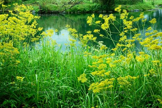 水辺とオミナエシ 女郎花 河川環境楽園 の写真素材 イラスト素材 アマナイメージズ