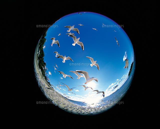 カモメ 魚眼 の写真素材 イラスト素材 アマナイメージズ