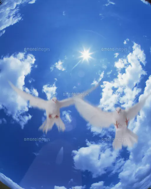 空を飛ぶ鳥[22442001495]の写真・イラスト素材｜アマナイメージズ