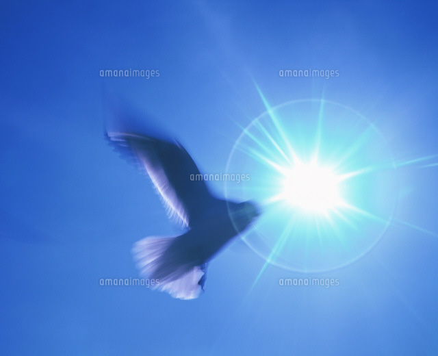 空を飛ぶ鳥[22442001495]の写真・イラスト素材｜アマナイメージズ