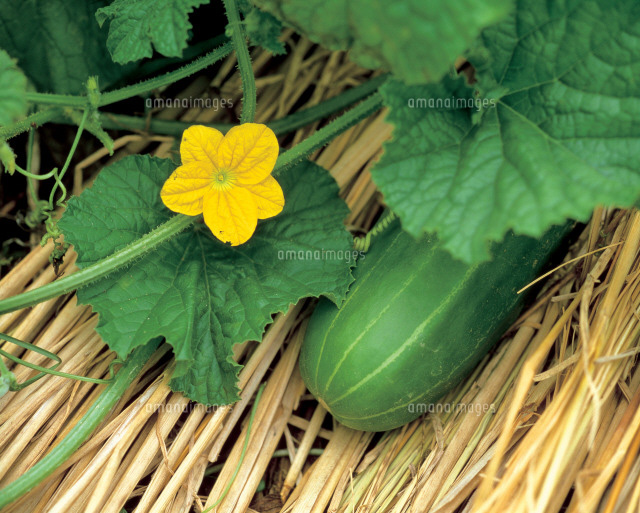 野菜の花 の写真素材 イラスト素材 アマナイメージズ
