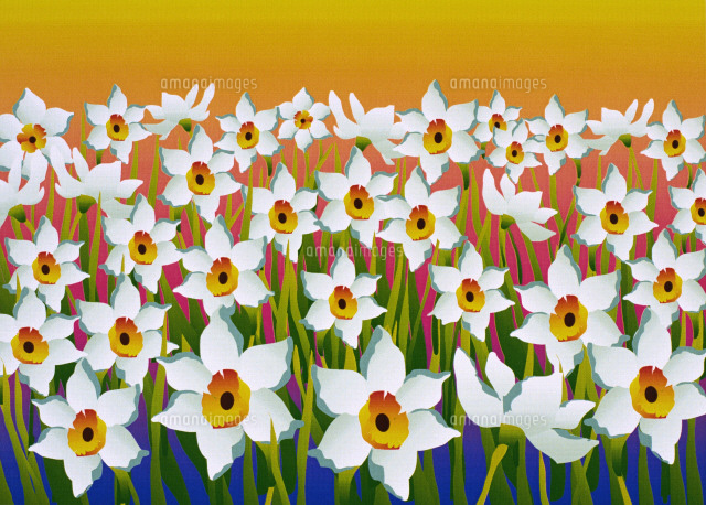水仙 イラスト の写真素材 イラスト素材 アマナイメージズ 水仙 イラスト の写真素材 イラスト素材 アマナイメージズ