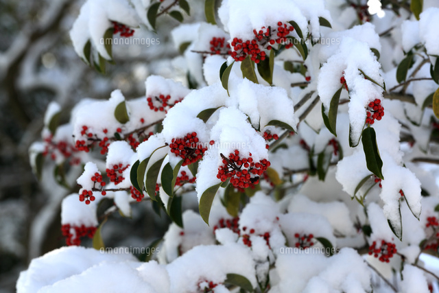 雪の重みに耐えるモチノ木の赤い実 の写真素材 イラスト素材 アマナイメージズ
