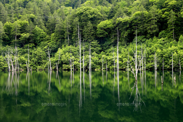 抽象的な自然風景写真 緑の美しい湖面に枯れ木が立ち並ぶ初夏の自然湖風景[22500001800