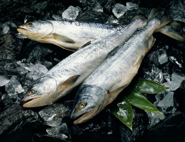 秋鮭 の写真素材 イラスト素材 アマナイメージズ