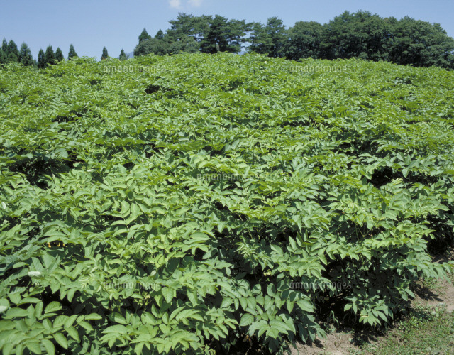 うど畑 の写真素材 イラスト素材 アマナイメージズ