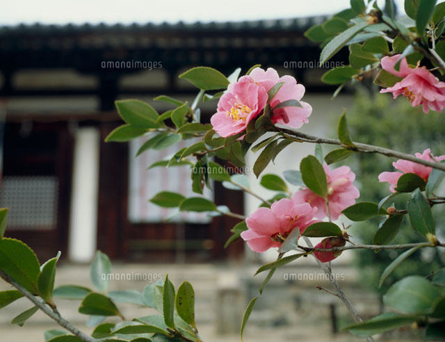 新薬師寺のさざんか の写真素材 イラスト素材 アマナイメージズ