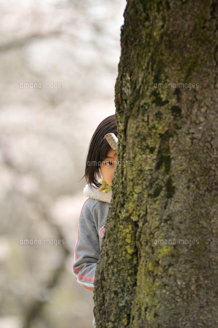 サクラの樹から覗いてる女の子 の写真素材 イラスト素材 アマナイメージズ
