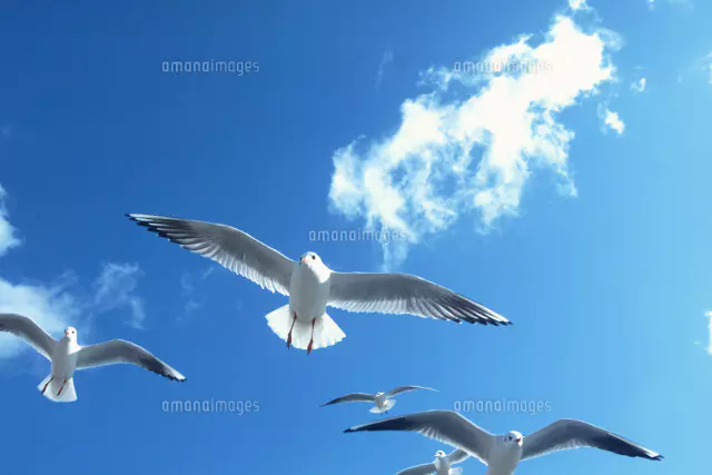 空をイメージする鳥 空を旋回する鳥 | しょうがない