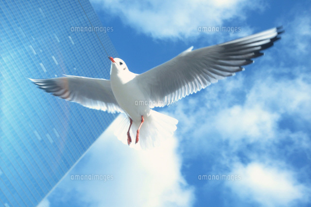 空をイメージする鳥 空を飛ぶオオセグロカモメ（チドリ目カモメ科）と雲の写真素材