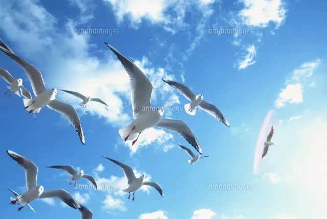 空をイメージする鳥 ブラインドに入って撮りました、何時間も待って近くにきた時は