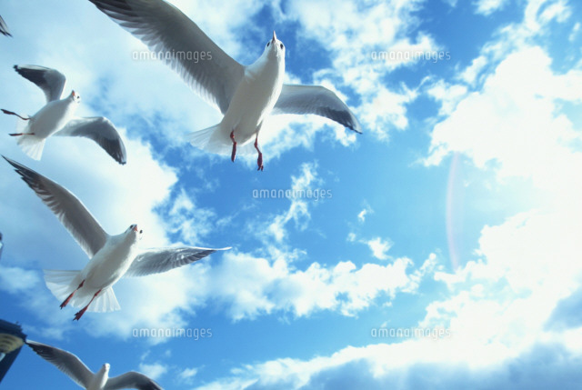 空を飛ぶ鳥[22879000570]の写真・イラスト素材｜アマナイメージズ