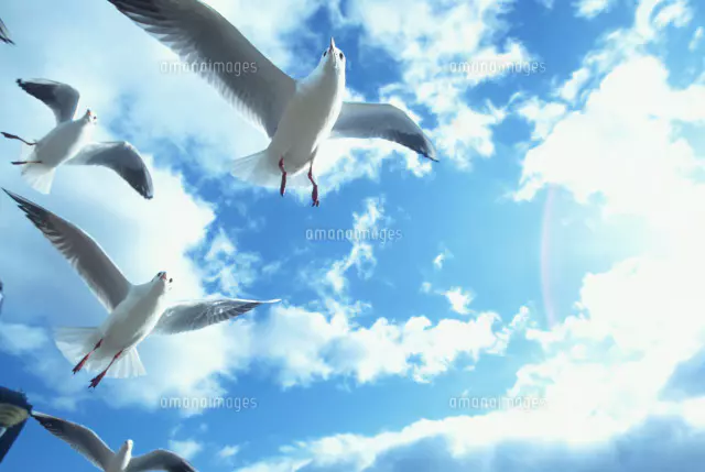 空をイメージする鳥 青空に白い鳥 | GANREF