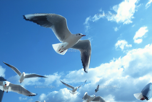 空を飛ぶ鳥[22879000571]の写真・イラスト素材｜アマナイメージズ