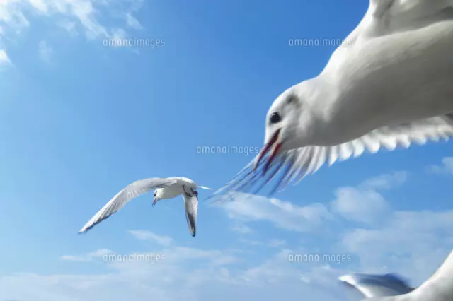 空を飛ぶ鳥[22879000568]の写真・イラスト素材｜アマナイメージズ